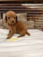 Mini Yellow Collar, a female Miniature Goldendoodle for sale in Cullman, AL – 7 of 7