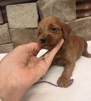 Mini F1b Purple Collar, a female Miniature Goldendoodle for sale in Cullman, AL – 4 of 4