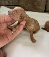 AKC mini girl B, a female Poodle - Miniature  for sale in Cullman, AL – Photo 4 of 4