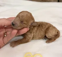 AKC mini girl Yellow , a female Poodle - Miniature  for sale in Cullman, AL – Photo 4 of 5