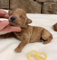 AKC mini girl Yellow , a female Poodle - Miniature  for sale in Cullman, AL – Photo 5 of 5