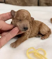 AKC mini girl Yellow , a female Poodle - Miniature  for sale in Cullman, AL – Photo 2 of 5