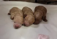 AKC mini girl A, a female Poodle - Miniature  for sale in Cullman, AL – Photo 1 of 2