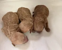 AKC mini girl A, a female Poodle - Miniature  for sale in Cullman, AL – Photo 2 of 2