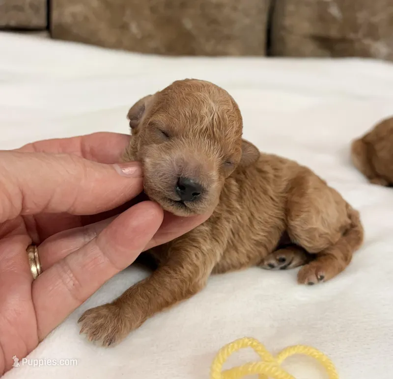 AKC mini girl Yellow 