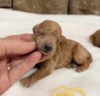 AKC mini girl Yellow , a female Poodle - Miniature  for sale in Cullman, AL – Photo 1 of 5