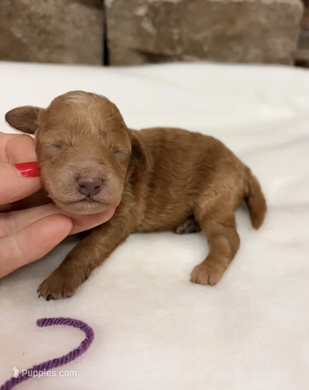 AKC Mini Poodle Purple Collar – Poodle - Miniature  puppy for sale in Cullman, AL
