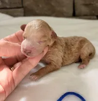 AKC Mini Poodle Boy, a female Poodle - Miniature  for sale in Cullman, AL – Photo 4 of 4