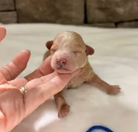 AKC Mini Poodle Boy, a female Poodle - Miniature  for sale in Cullman, AL – Photo 2 of 4