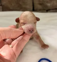 AKC Mini Poodle Boy, a female Poodle - Miniature  for sale in Cullman, AL – Photo 3 of 4