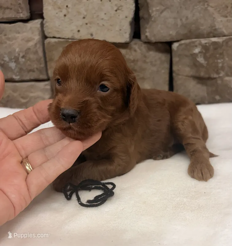 Mini F1b Black Collar – Miniature Goldendoodle puppy for sale in Cullman, AL