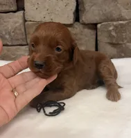 Mini F1b Black Collar, a female Miniature Goldendoodle for sale in Cullman, AL – 1 of 7