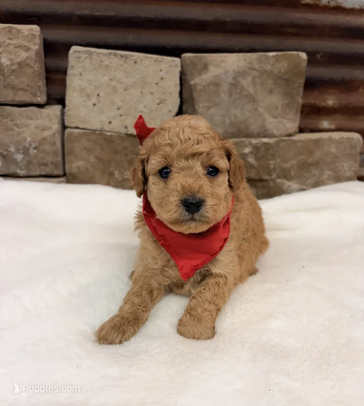 AKC Mini Boy Poodle – Poodle - Miniature  puppy for sale in Cullman, AL