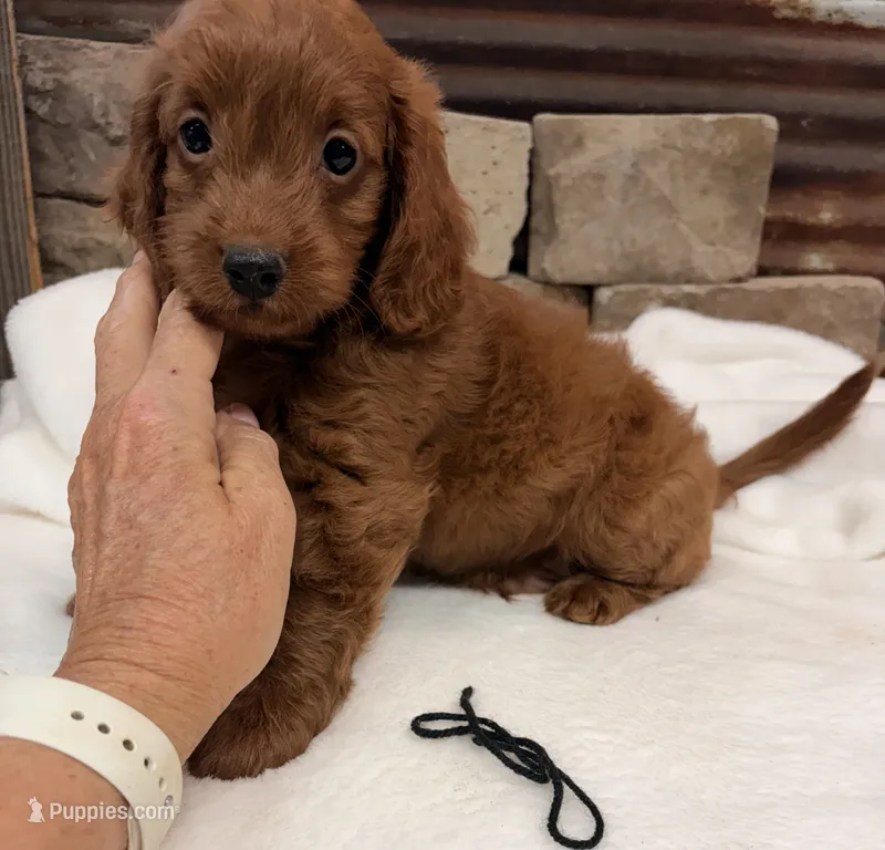 Mini F1b Black Collar – Miniature Goldendoodle puppy for sale in Cullman, AL