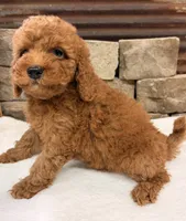 Mini boy, a male Miniature Goldendoodle for sale in Cullman, AL – 4 of 7