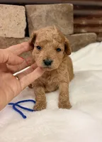 AKC Mini Boy Poodle, a male Poodle - Miniature  for sale in Cullman, AL – 1 of 4