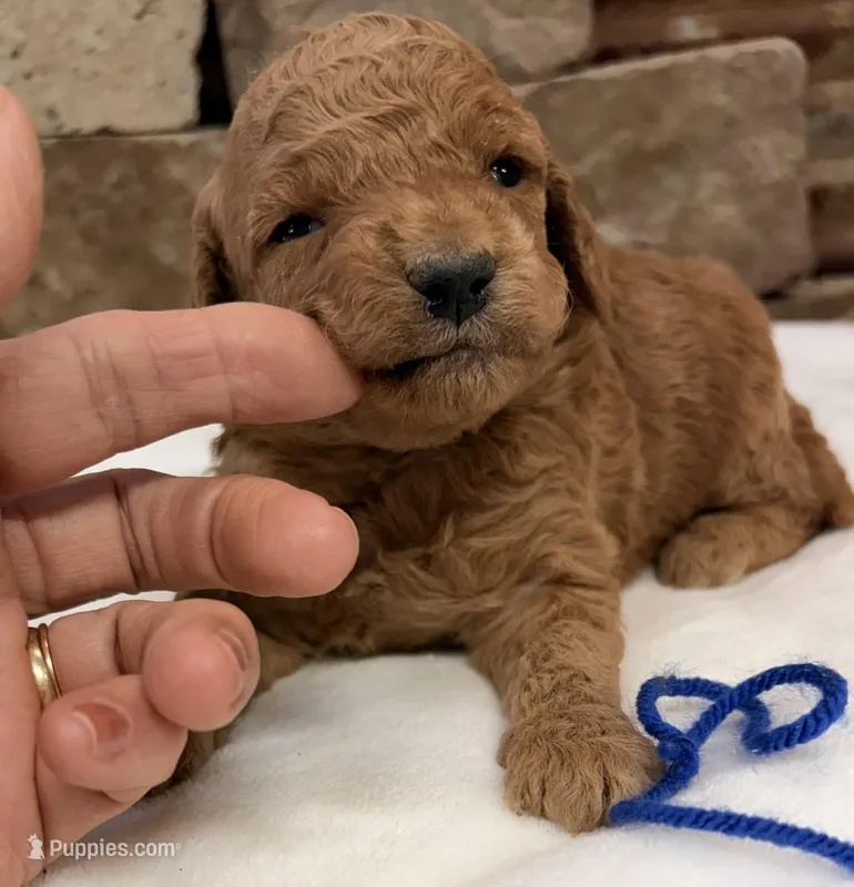 CKC Mini boy Red – Miniature Goldendoodle puppy for sale in Cullman, AL