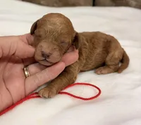 CKC Mini boy Red, a male Miniature Goldendoodle for sale in Cullman, AL – Photo 1 of 5