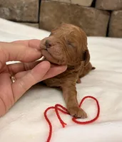 CKC Mini boy Red, a male Miniature Goldendoodle for sale in Cullman, AL – Photo 5 of 5