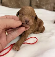 CKC Mini boy Red, a male Miniature Goldendoodle for sale in Cullman, AL – Photo 3 of 5