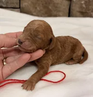 CKC Mini boy Red, a male Miniature Goldendoodle for sale in Cullman, AL – Photo 2 of 5