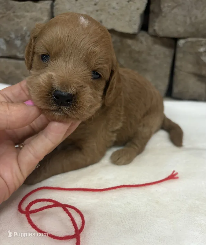Mini F1b Red Collar – Miniature Goldendoodle puppy for sale in Cullman, AL