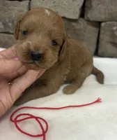Mini F1b Red Collar, a female Miniature Goldendoodle for sale in Cullman, AL – 1 of 6
