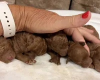 Miniature Girl 1, a female Miniature Goldendoodle for sale in Cullman, AL – 2 of 3