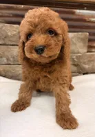 Mini boy, a male Miniature Goldendoodle for sale in Cullman, AL – 2 of 7