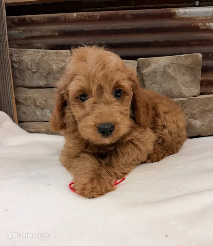 Mini Goldendoodle F1b – Miniature Goldendoodle puppy for sale in Cullman, AL