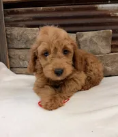 Mini Goldendoodle F1b, a male Miniature Goldendoodle for sale in Cullman, AL – 1 of 4