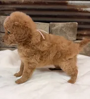 Mini girl , a female Poodle - Miniature  for sale in Cullman, AL – 5 of 5