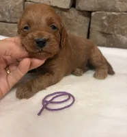 Mini F1b Purple Collar, a female Miniature Goldendoodle for sale in Cullman, AL – 2 of 4
