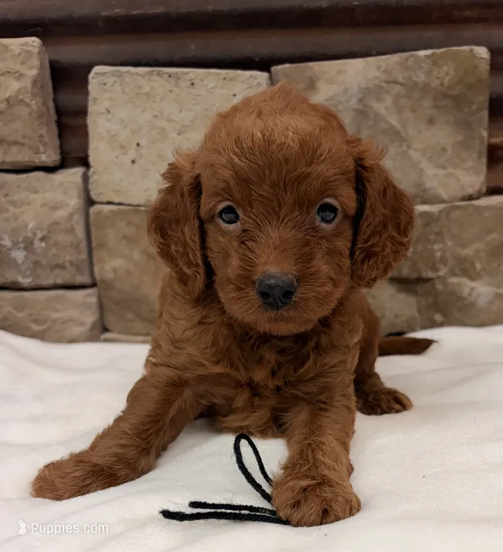Mini F1b Black Collar – Miniature Goldendoodle puppy for sale in Cullman, AL