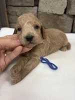 Mini F1b Blue Collar, a female Miniature Goldendoodle for sale in Cullman, AL – 5 of 5