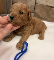 Micro Mini Blue Collar, a male Miniature Goldendoodle for sale in Cullman, AL – 3 of 3