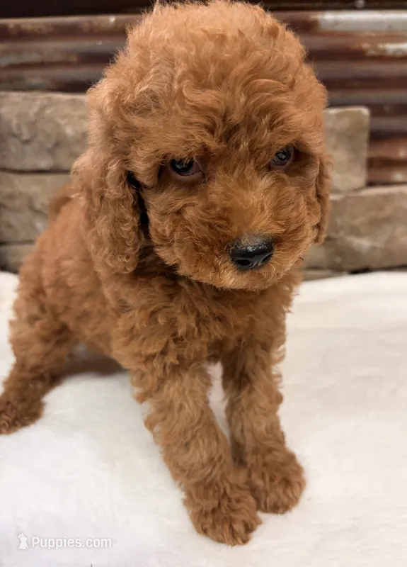Mini boy – Miniature Goldendoodle puppy for sale in Cullman, AL