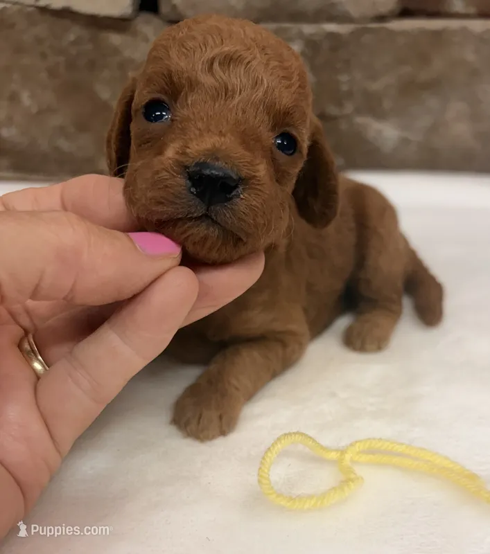 Mini F1b Yellow Collar – Miniature Goldendoodle puppy for sale in Cullman, AL