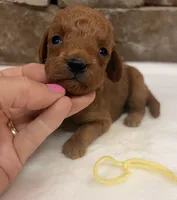 Mini F1b Yellow Collar, a female Miniature Goldendoodle for sale in Cullman, AL – 1 of 6