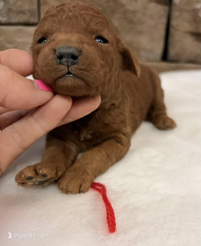 Mini Girl Red Collar – Miniature Goldendoodle puppy for sale in Cullman, AL