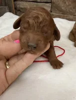 Mini Girl Red Collar, a female Miniature Goldendoodle for sale in Cullman, AL – Photo 2 of 4