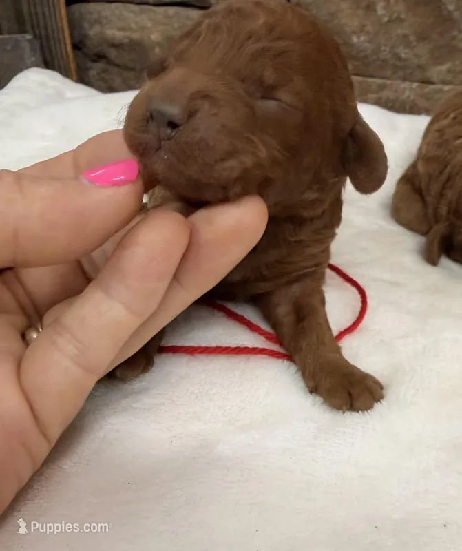 Mini Girl Red Collar – Miniature Goldendoodle puppy for sale in Cullman, AL