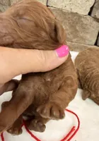 Mini Girl Red Collar, a female Miniature Goldendoodle for sale in Cullman, AL – Photo 4 of 4