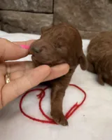 Mini Girl Red Collar, a female Miniature Goldendoodle for sale in Cullman, AL – Photo 3 of 4