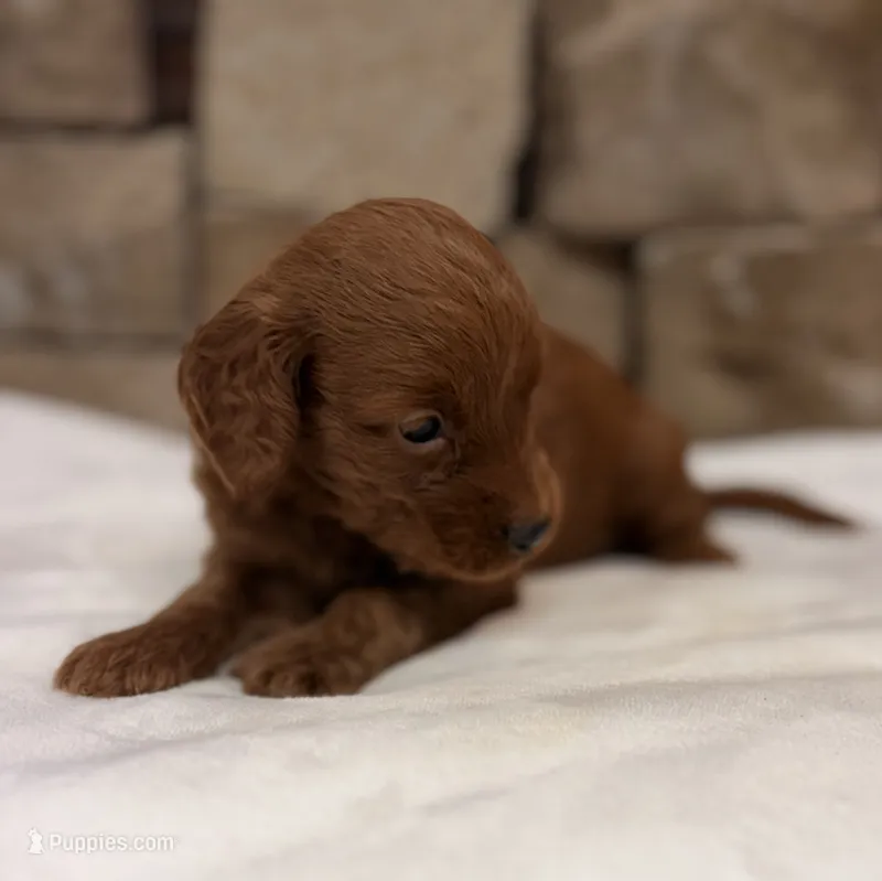 Mini F1b Black Collar – Miniature Goldendoodle puppy for sale in Cullman, AL