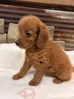 Mini girl , a female Miniature Goldendoodle for sale in Cullman, AL – 4 of 4