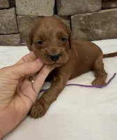 Mini F1b Purple Collar, a female Miniature Goldendoodle for sale in Cullman, AL – 3 of 4