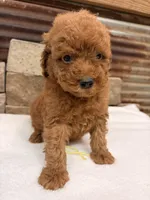 Mini boy, a male Miniature Goldendoodle for sale in Cullman, AL – 4 of 4
