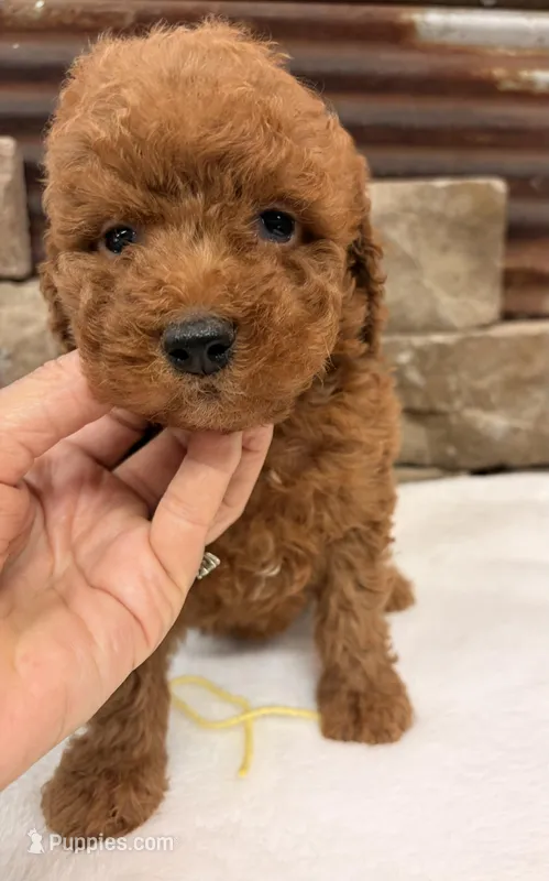 Mini boy, a male Miniature Goldendoodle for sale in Cullman, AL – 1 of 4