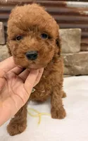 Mini boy, a male Miniature Goldendoodle for sale in Cullman, AL – 1 of 4